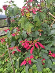 Euphorbia pulcherrima
