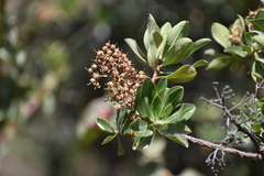 Escallonia resinosa