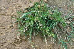 Spergularia rupicola