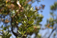 Escallonia resinosa
