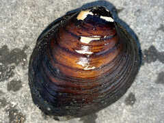 Reginaia ebenus