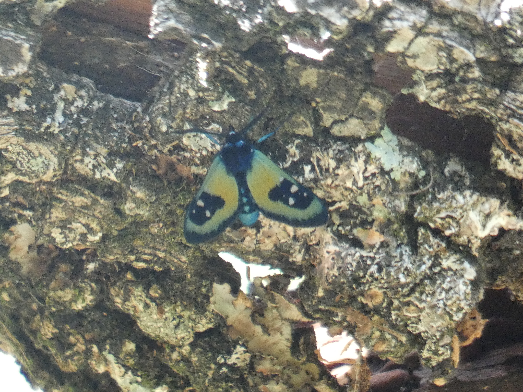 Chrysocale splendens image
