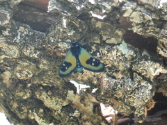 Chrysocale