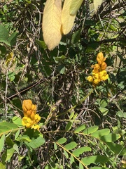 Senna