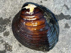 Reginaia ebenus
