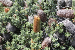 Banksia praemorsa
