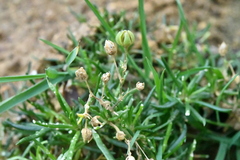 Spergularia rupicola