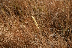 Calamagrostis stricta