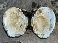 Reginaia ebenus