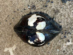Reginaia ebenus