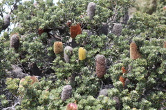 Banksia praemorsa