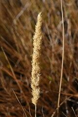 Calamagrostis stricta