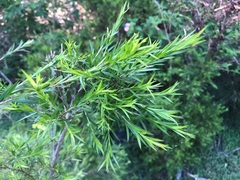 Melaleuca bracteata