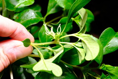 Coprosma hirtella