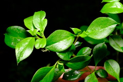 Coprosma hirtella