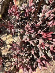 Crassula atropurpurea