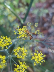 Mischocyttarus mexicanus cubicola