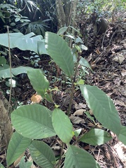 Sherbournieae