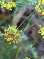 Mischocyttarus mexicanus cubicola