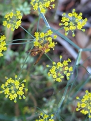 Mischocyttarus mexicanus cubicola