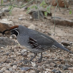 Callipepla gambelii