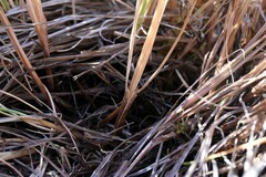 Calamagrostis stricta