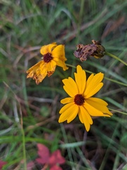 Coreopsis linifolia
