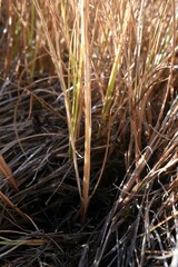 Calamagrostis stricta