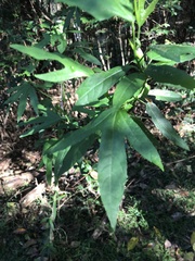 Hibiscus heterophyllus