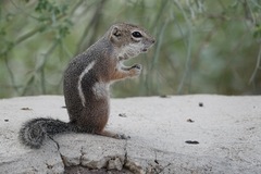 Ammospermophilus harrisii