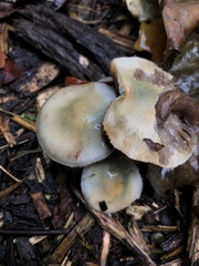 Stropharia caerulea