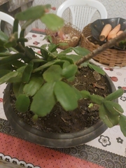 Schlumbergera truncata