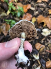 Stropharia caerulea