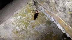 Periplaneta americana