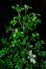 Coprosma hirtella