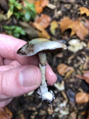 Stropharia caerulea