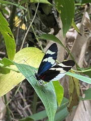 Heliconius eleuchia eleuchia