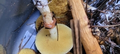 Suillus umbonatus