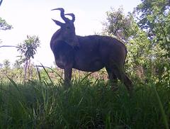 Alcelaphus buselaphus major
