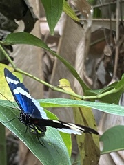 Heliconius eleuchia eleuchia