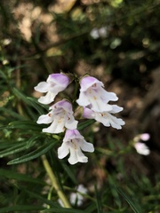 Prostanthera linearis