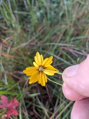 Coreopsis linifolia