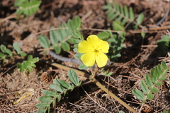 Tribulus cistoides