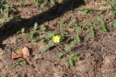 Tribulus cistoides