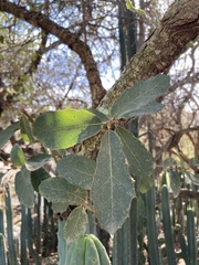 Quercus engelmannii