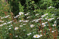 Leucanthemum vulgare