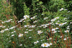 Leucanthemum vulgare