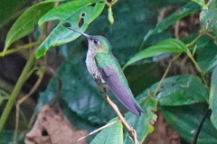 Taphrospilus hypostictus