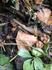Psilocybe cyanescens