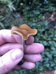 Psilocybe cyanescens